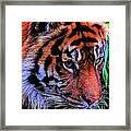 Portrait Of A Tiger Framed Print