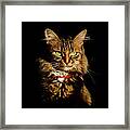 Portrait Of A Tramp Cat- Two Part Framed Print