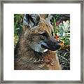 Portrait Of A Wolf Framed Print