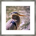 Portrait Of Ardea Herodias Framed Print