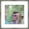 Portrait Of Attentive Young Macaque Framed Print