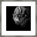 Portrait Of Buffalo In Black And White Framed Print