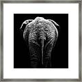 Portrait Of Elephant In Black And White Ii Framed Print