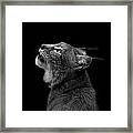 Portrait Of Lynx In Black And White Framed Print