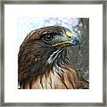 Portrait Of Red-shouldered Hawk Framed Print