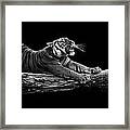 Portrait Of Tiger In Black And White Framed Print