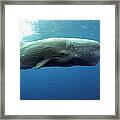 Portugal, Sperm Whale Mother Diving Framed Print