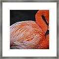 Posing Flamingo Framed Print