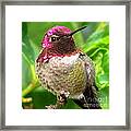 Posing For You Framed Print