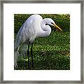 Posing Prettily Framed Print