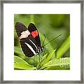 Postman Butterfly On Green Framed Print