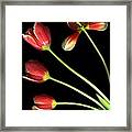 Pot Of Tulips Framed Print