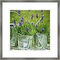Pots Of Lavender Framed Print