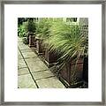 Potted Grass (stipa Tenuissima) Framed Print