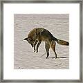 Pouncing Coyote Framed Print