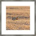 Prairie Chicken 2013-11 Framed Print