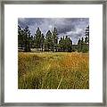 Prairie Grasses Framed Print