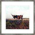 Prairie Longhorn Framed Print