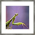 Praying Mantis Framed Print