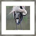Preening Heron Framed Print