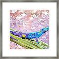 Pretty African Lizard Framed Print