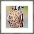 Pretty Bird Framed Print