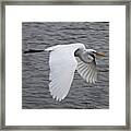Pretty Bird Flying Around Harbour Framed Print