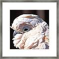 Pretty In Pink Salmon-crested Cockatoo Portrait Framed Print