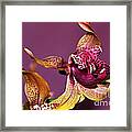 Pretty Orchid On Pink Framed Print