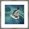 Pretty Pelican Framed Print