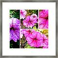 Pretty Pink Petunias Collage Framed Print