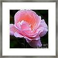 Pretty Pink Rose Framed Print