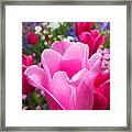 Pretty Pink Tulip And Field With Flowers And Tulips Framed Print