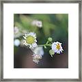 #pretty #yellow And #white #flower Framed Print