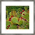 Prickly Pear Cactus Framed Print