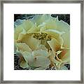 Prickly Pear Framed Print