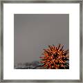 Prickly Thing Framed Print