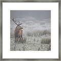 Prideful. Deer . Framed Print