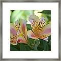 Princess Lily Framed Print