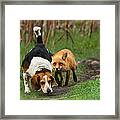 Probably The World's Worst Hunting Dog Framed Print
