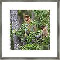 Proboscis Monkey Mother And Juvenile Framed Print