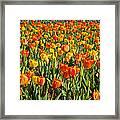 Profusion Of Tulips Biltmore Estate Nc Framed Print