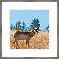 Pronghorn Antelope Framed Print