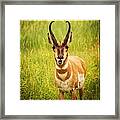 Pronghorn Trying To Speak To Me Framed Print