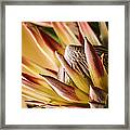 Protea Framed Print