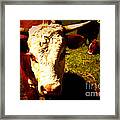 Bothered Bull Framed Print