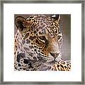 Out Of Africa Framed Print