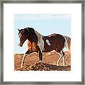 Proud Paint Mustang Framed Print