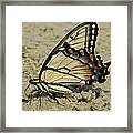 Puddling Eastern Tiger Swallowtail Butterfly Framed Print
