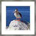 Puffin No.2 Framed Print